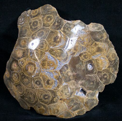 Polished Fossil Coral Head - Morocco #9330